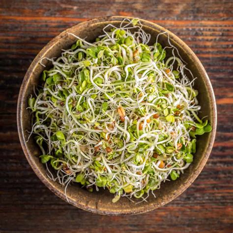 alfalfa sprout snack recipe